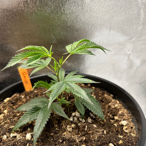 Greezy  growlog timeline photo