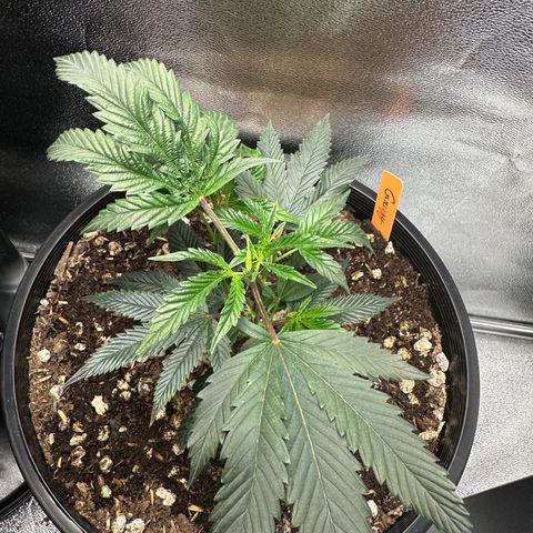 Greezy  growlog timeline photo