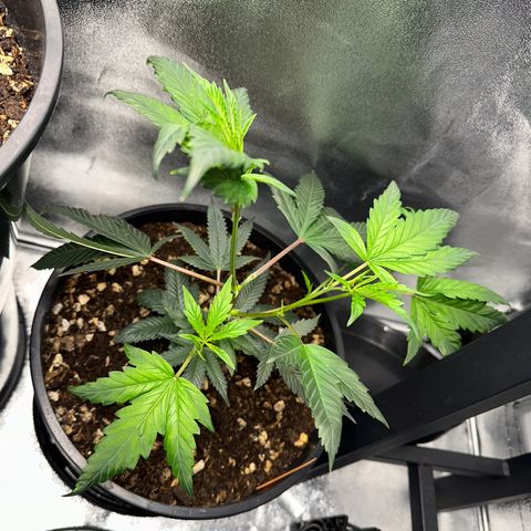 Greezy  growlog timeline photo
