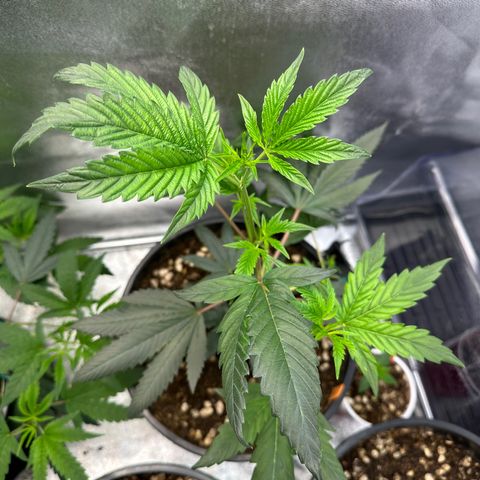 Greezy  growlog timeline photo