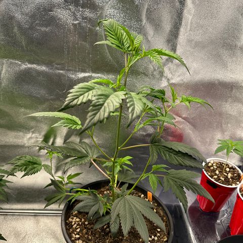 Greezy  growlog timeline photo