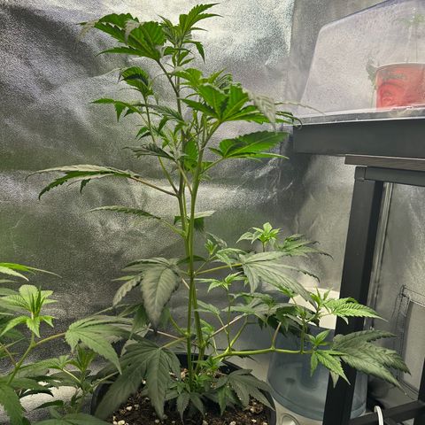 Greezy  growlog timeline photo