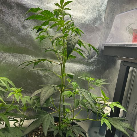 Greezy  growlog timeline photo