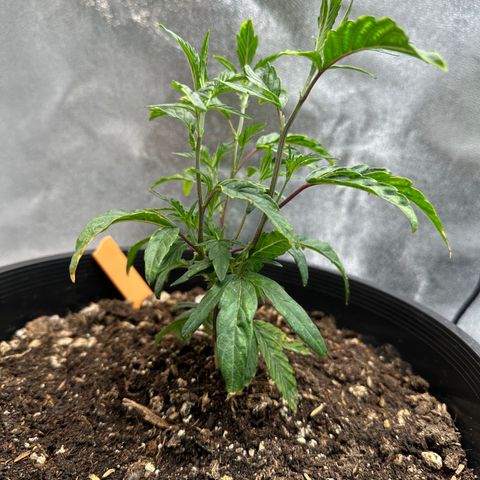 Purple Crunch growlog timeline photo
