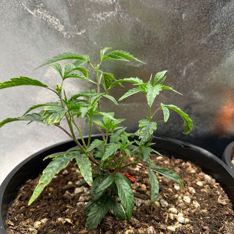 Purple Crunch growlog photo: Notice some nutrient burn & light burn due to transplanting into rich soil. So I decreased my light intensity and raised it a litttle. Didn’t need to add any dry nutrients during veg due to the soil containing everything I needed.