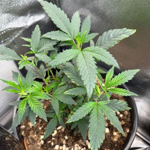 Purple Crunch growlog timeline photo