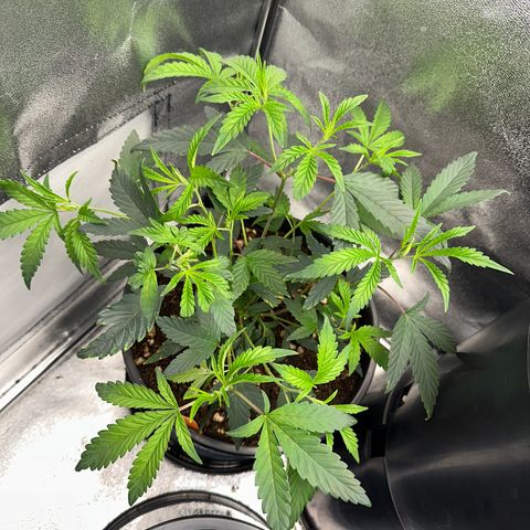 Purple Crunch growlog timeline photo