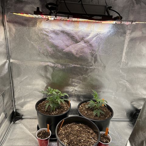 Purple Crunch growlog timeline photo