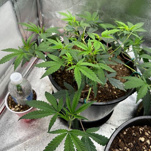 Purple Crunch growlog timeline photo