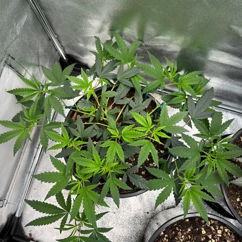 Purple Crunch growlog timeline photo