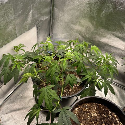Purple Crunch growlog photo: Went 3 days without watering and she started to show she was thirsty!!