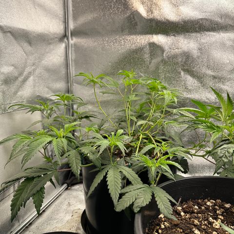 Purple Crunch growlog photo: Gave her some water the day before and she started to look back healthy!