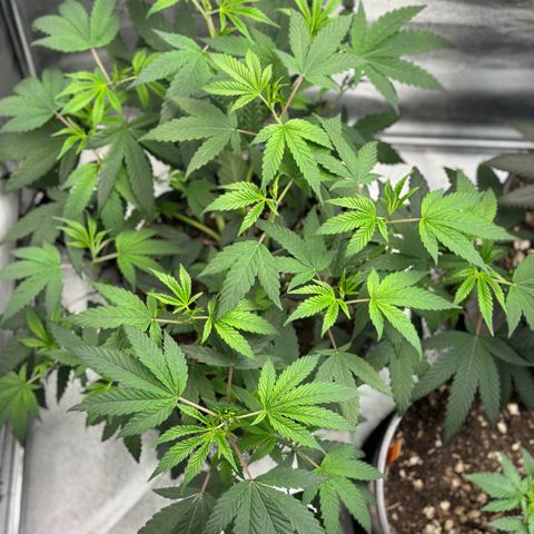 Purple Crunch growlog photo: She’s super bushy 👀