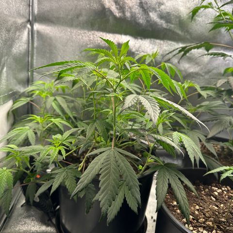 Purple Crunch growlog timeline photo