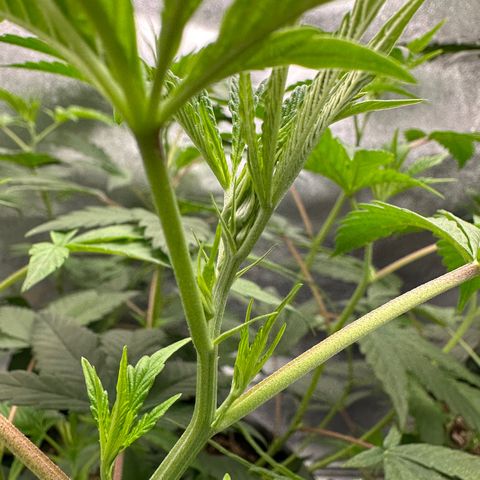 Purple Crunch growlog photo: Pistils are showing !!