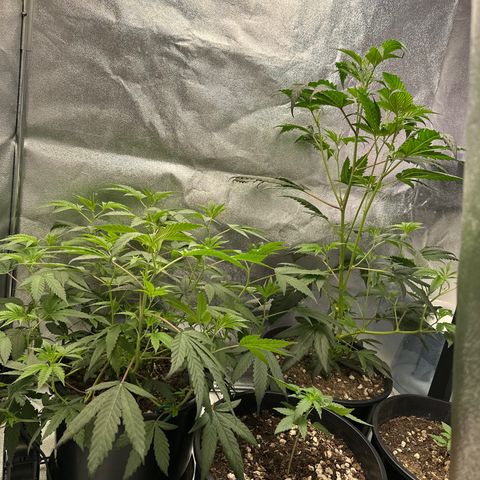 Purple Crunch growlog photo: Right before defoliating !