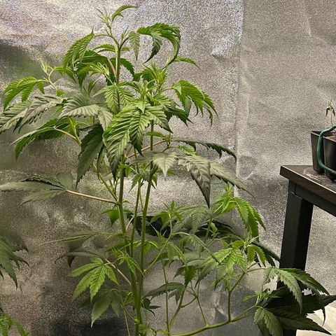 Greezy  growlog timeline photo