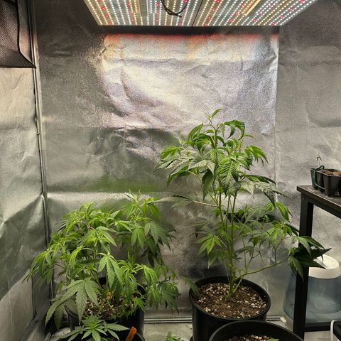 Purple Crunch growlog timeline photo