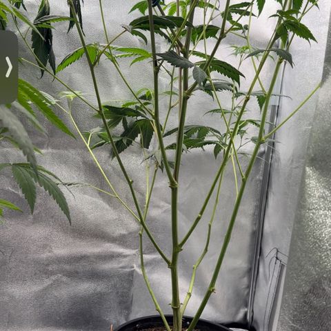 Greezy  growlog photo: After super cropping