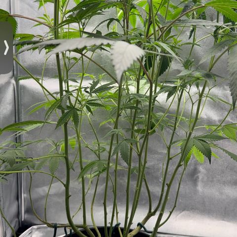 Purple Crunch growlog photo: After super cropping and defoliating