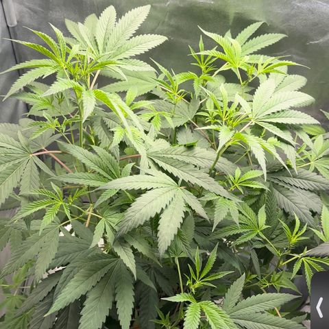 Greezy  growlog timeline photo