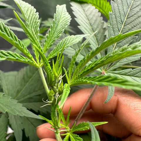 Purple Crunch growlog photo: pistil sites coming in