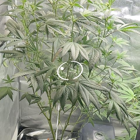 Greezy  growlog photo: Greezy has became 3 feet and 11 inches and she’s still growing 😯 