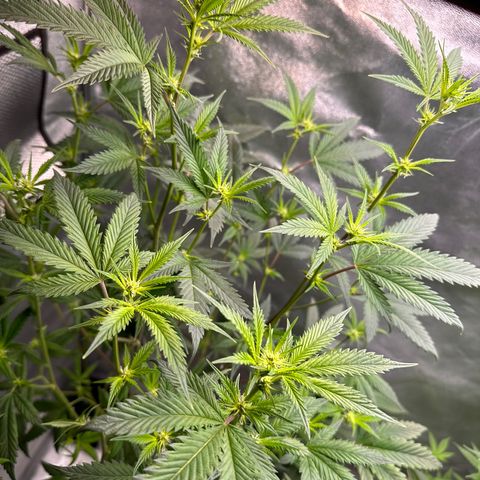 Greezy  growlog photo: Bud sites are started to form and show heavily !!