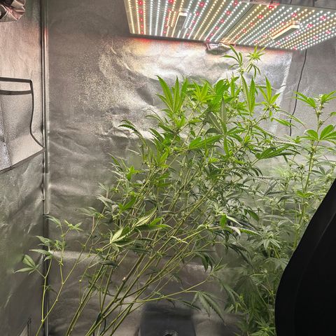 Greezy  growlog photo: She grew past the light and started to get light burned 🥴😂 Tired her down with some plant ties and now she’s under the light but barely ! 