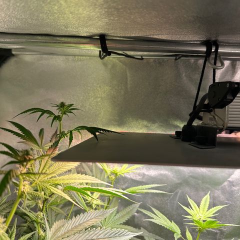 Greezy  growlog photo: She grew past the light and started to get light burned 🥴😂 Tired her down with some plant ties and now she’s under the light but barely ! 