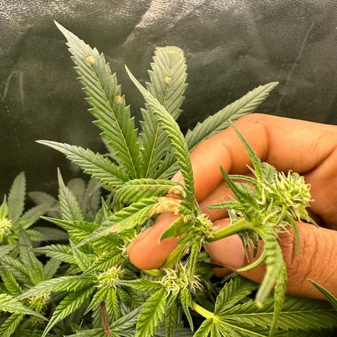 Greezy  growlog photo: She grew past the light and started to get light burned 🥴😂 Tired her down with some plant ties and now she’s under the light but barely ! 