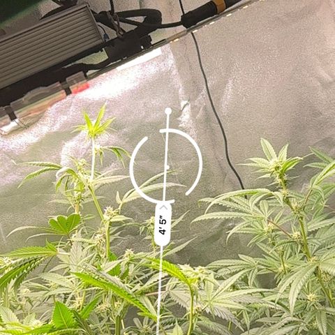 Greezy  growlog photo: 4 feet 5 inches ! She’s a big girl 