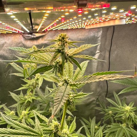 Greezy  growlog photo: Barely missing the light 😅 