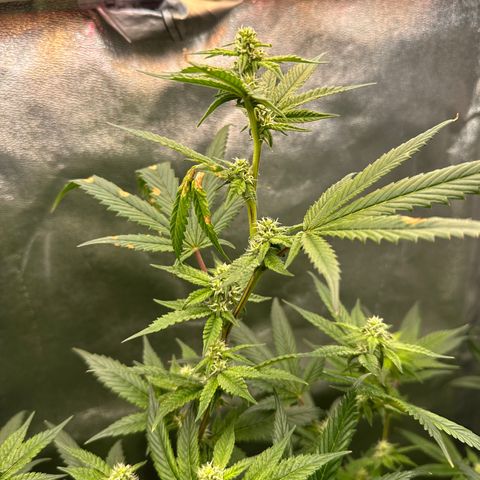 Greezy  growlog photo: Barely missing the light 😅 