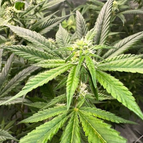 Greezy  growlog photo: Gotta love trichomes !! 😮‍💨🥶