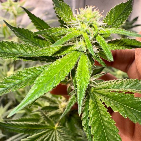 Purple Crunch growlog photo: Have to love the trichomes 😮‍💨🥶