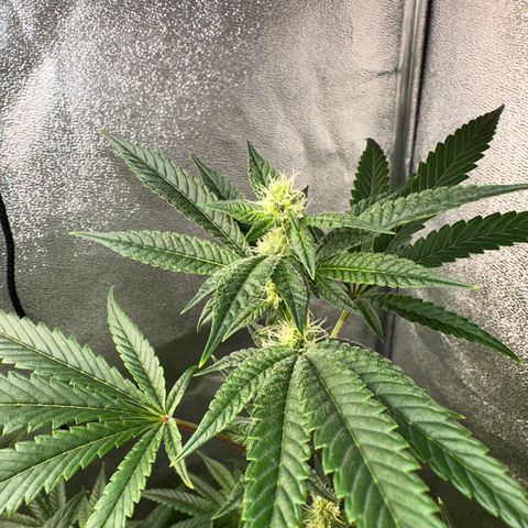 Purple Crunch growlog photo: Nice white hairs on our top colas