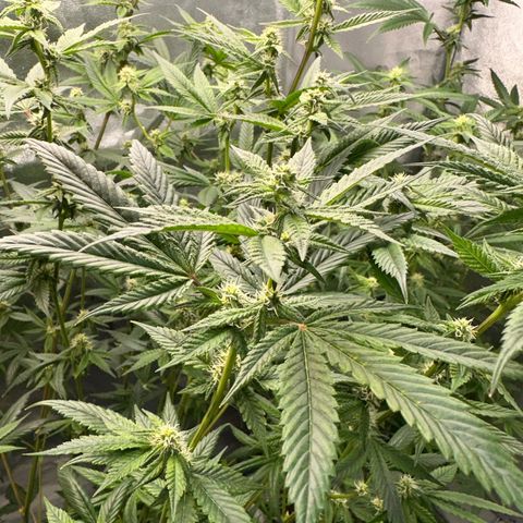 Purple Crunch growlog timeline photo