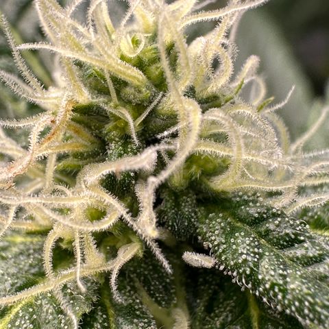 Purple Crunch growlog timeline photo