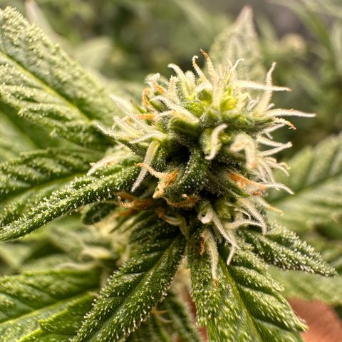 Greezy  growlog timeline photo