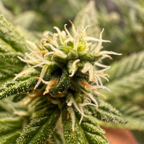 Greezy  growlog timeline photo