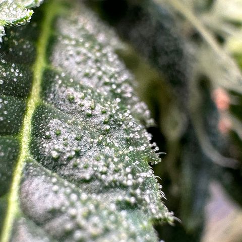 Greezy  growlog timeline photo