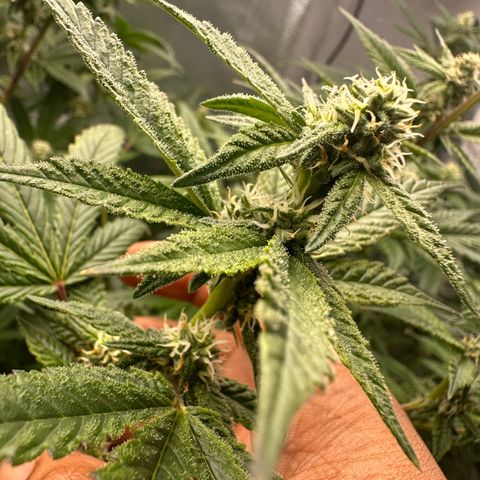 Greezy  growlog timeline photo