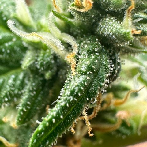 Greezy  growlog timeline photo