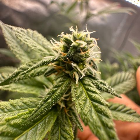 Greezy  growlog timeline photo
