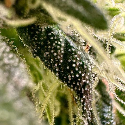 Greezy  growlog timeline photo