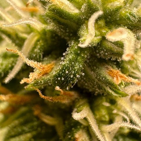 Greezy  growlog timeline photo