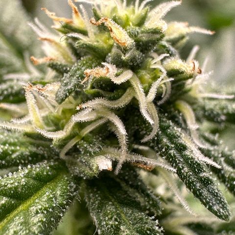 Greezy  growlog timeline photo