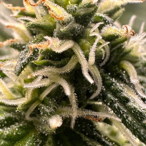 Greezy  growlog timeline photo
