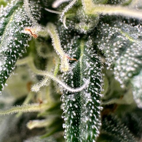 Purple Crunch growlog timeline photo
